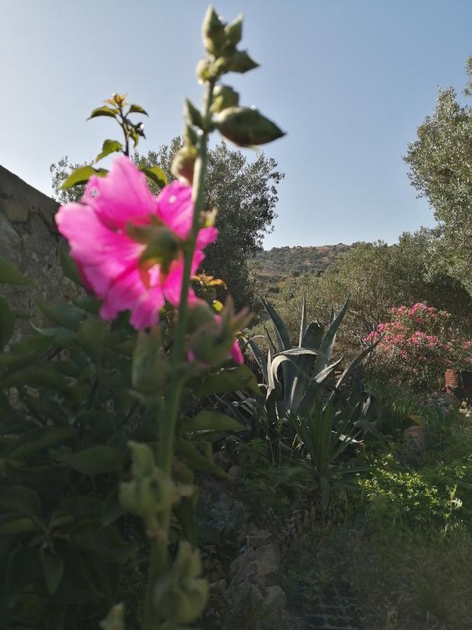 فندق Arcadia Eressos المظهر الخارجي الصورة