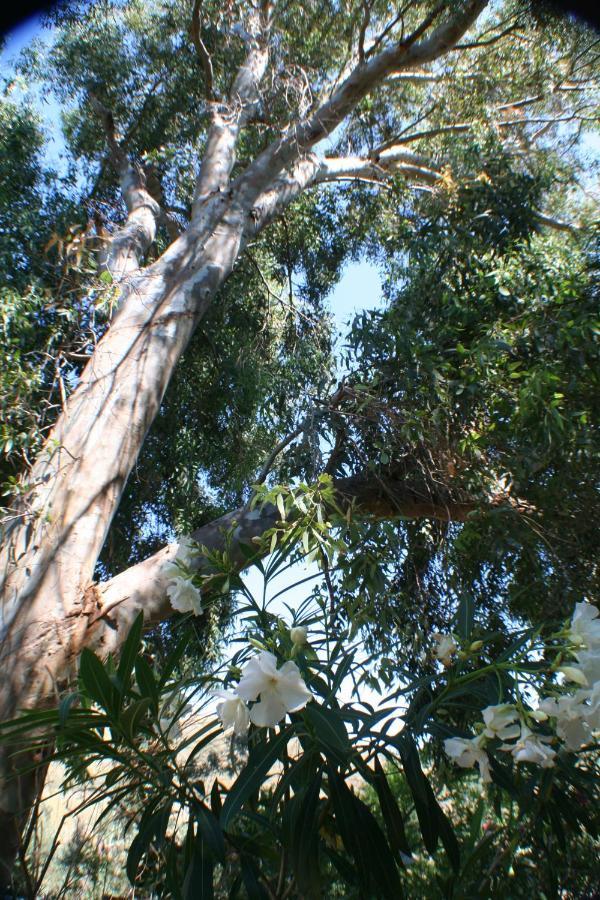فندق Arcadia Eressos المظهر الخارجي الصورة