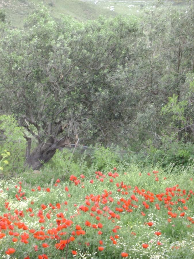 فندق Arcadia Eressos المظهر الخارجي الصورة